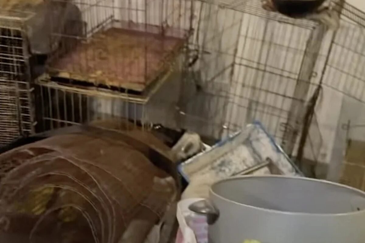 Dead Cats and Dogs Found in Abandoned Vet Clinic, Probe Launched